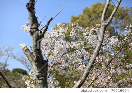 大牟田市天城山公園櫻花, 大牟田市天城山公園櫻花, 76216634