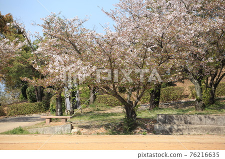 大牟田市天城山公園櫻花, 大牟田市天城山公園櫻花, 76216635
