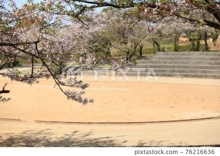 Omuta City Amagiyama Park Sakura, Omuta City Amagiyama Park Sakura, 76216636