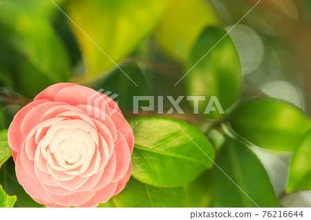 山茶花 山茶花 76216644
