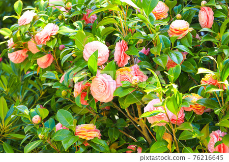 Camellia flower Camellia flower 76216645