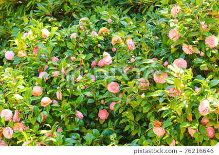 山茶花 山茶花 76216646