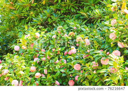 山茶花 山茶花 76216647