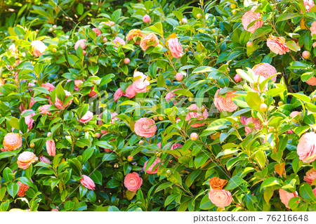 山茶花 山茶花 76216648