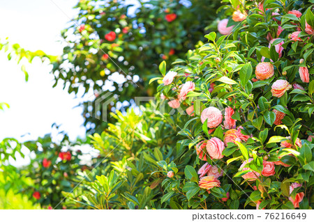 山茶花 山茶花 76216649