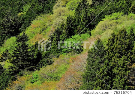 Sprouting water source forest [Doshi Village, Yamanashi Prefecture, May] 76216704