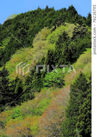 Sprouting water source forest [Doshi Village, Yamanashi Prefecture, May] 76216705