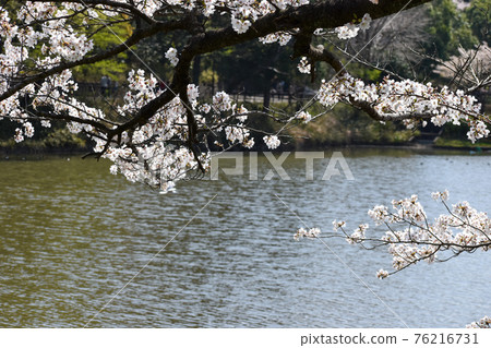 Cherry blossoms blooming around the pond 76216731