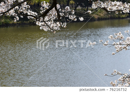 Cherry blossoms blooming around the pond 76216732