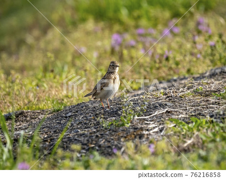 雲雀 76216858
