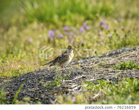 雲雀 雲雀 76216859