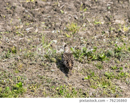 雲雀 76216860
