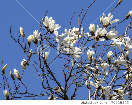 White flowers of Tamushiba 76216865