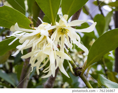 Shikimi flower Shikimi flower 76216867