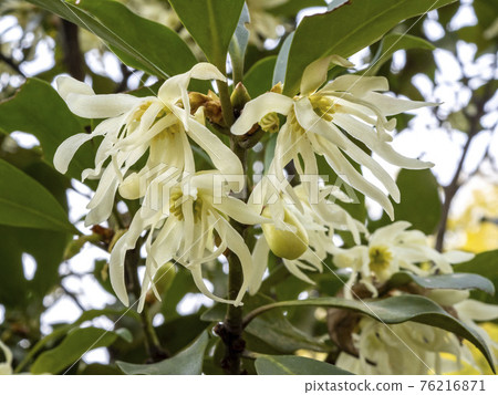 Shikimi flower 76216871