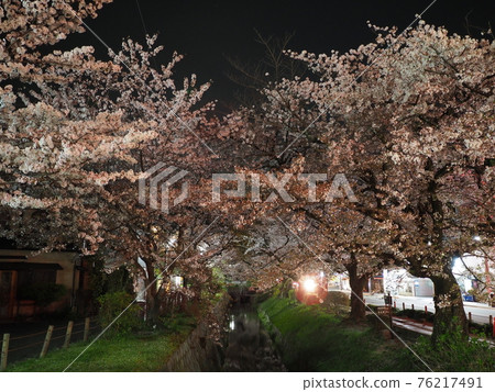 京都哲學之夜櫻花 76217491