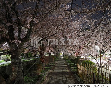 京都哲學之夜櫻花 76217497