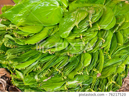 Betel Leaves Betel Leaves 76217520