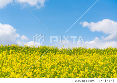 Rape blossoms in full bloom under a deep blue sunny day (April) 76217571