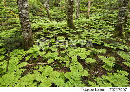 南阿爾卑斯山北澤山口原始森林 南阿爾卑斯山北澤山口原始森林 76217607