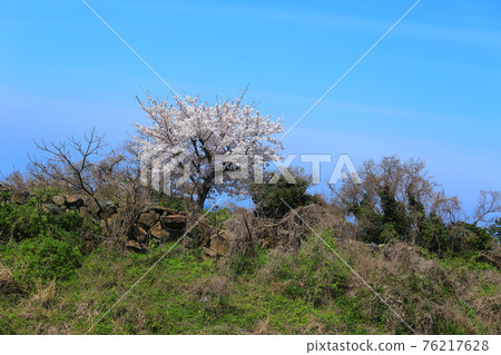 Jeju, cherry blossoms, rape blossoms, rural areas, spring day, spring, countryside, scenery, nature, 76217628