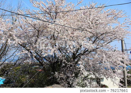 濟州島，櫻花，油菜花，農村，春日，春天，鄉村，風景，自然， 76217661