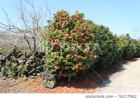 Jeju, cherry blossoms, rape blossoms, rural areas, spring day, spring, countryside, scenery, nature, Jeju, cherry blossoms, rape blossoms, rural areas, spring day, spring, countryside, scenery, nature, 76217662