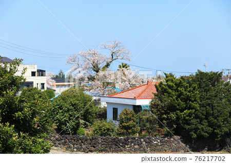濟州島，櫻花，油菜花，農村，春日，春天，鄉村，風景，自然， 76217702