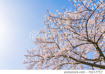 櫻花盛開，藍藍的天空 76217757