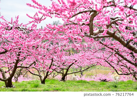 Peach field in full bloom in Shimpu, Nirasaki 76217764