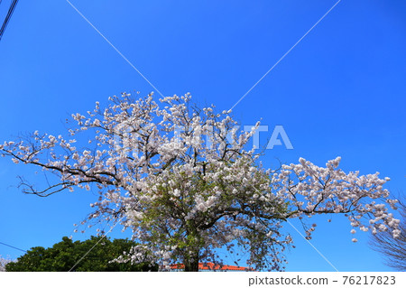 Republic of Korea, Jeju, cherry blossoms, rape blossoms, cherry trees, rape, rural areas, villages, countryside, houses, stone walls, camellias, healing, petals, spring breeze 76217823