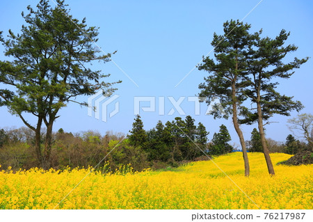 韓國,濟州島,櫻花,油菜花,櫻花樹,油菜花,鄉村,鄉村,田園,房屋,石牆,山茶花,療癒,花瓣,春風 76217987