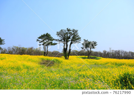 Republic of Korea, Jeju, cherry blossoms, rape blossoms, cherry trees, rape, rural areas, villages, countryside, houses, stone walls, camellias, healing, petals, spring breeze 76217990