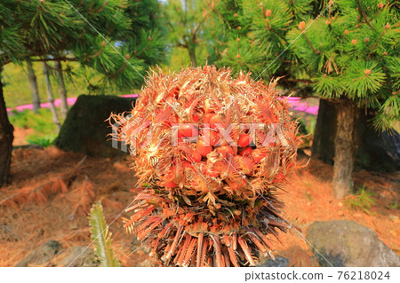 Republic of Korea, Jeju, cherry blossoms, rape blossoms, cherry trees, rape, rural areas, villages, countryside, houses, stone walls, camellias, healing, petals, spring breeze 76218024