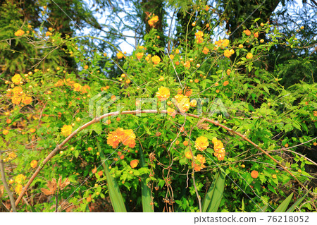 韓國,濟州島,櫻花,油菜花,櫻花樹,油菜花,鄉村,鄉村,田園,房屋,石牆,山茶花,療癒,花瓣,春風 76218052