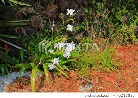 韓國,濟州島,櫻花,油菜花,櫻花樹,油菜花,鄉村,鄉村,田園,房屋,石牆,山茶花,療癒,花瓣,春風 76218053