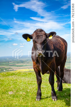 Black Aberdeen Angus beef cattle grazing in Southern England UK 76218368