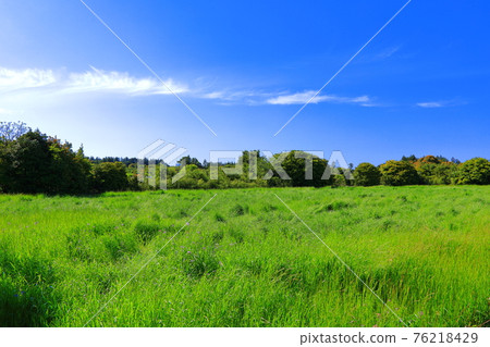 Jeju, cherry blossoms, rape blossoms, rural areas, spring day, spring, countryside, scenery, nature, 76218429