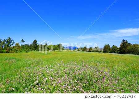 濟州島，櫻花，油菜花，農村，春日，春天，鄉村，風景，自然， 76218437
