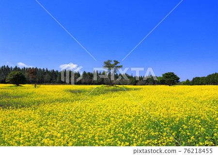濟州島，櫻花，油菜花，農村，春日，春天，鄉村，風景，自然， 76218455