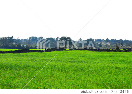 Jeju, cherry blossoms, rape blossoms, rural areas, spring day, spring, countryside, scenery, nature, Jeju, cherry blossoms, rape blossoms, rural areas, spring day, spring, countryside, scenery, nature, 76218466