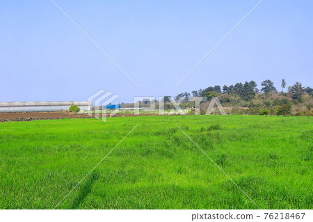 Jeju, cherry blossoms, rape blossoms, rural areas, spring day, spring, countryside, scenery, nature, Jeju, cherry blossoms, rape blossoms, rural areas, spring day, spring, countryside, scenery, nature, 76218467