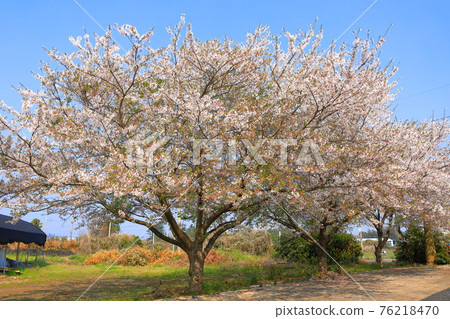 Jeju, cherry blossoms, rape blossoms, rural areas, spring day, spring, countryside, scenery, nature, Jeju, cherry blossoms, rape blossoms, rural areas, spring day, spring, countryside, scenery, nature, 76218470