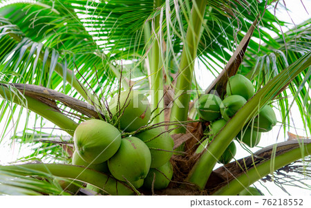 Bunch of coconut on coconut tree. Tropical fruit. Palm tree with green leaves and fruit. Coconut tree in Thailand. Coconut plantation. Agriculture farm. Organic drink for summer. Exotic plant. Bunch of coconut on coconut tree. Tropical fruit. Palm tree with green leaves and fruit. Coconut tree in Thailand. Coconut plantation. Agriculture farm. Organic drink for summer. Exotic plant. 76218552