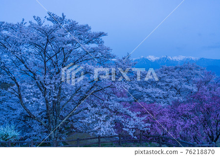 (長野) 月光下大草城公園的櫻花和黎明前的中阿爾卑斯遠景 76218870