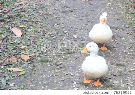 Good friends ducks Good friends ducks 76219031