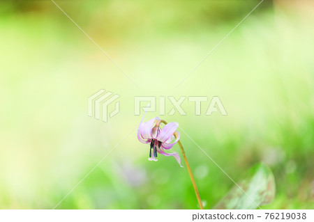 Katakuri花 76219038