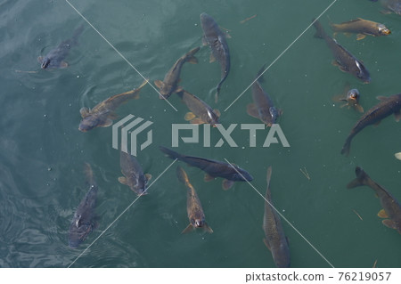 Black carp living in the inner moat of Nijo Castle 76219057