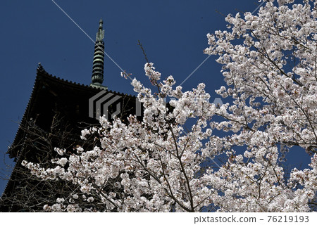 Spring scenery of Bitchū Kokubunji Temple in Kurashiki, Okayama Prefecture (Sakura) Spring scenery of Bitchū Kokubunji Temple in Kurashiki, Okayama Prefecture (Sakura) 76219193