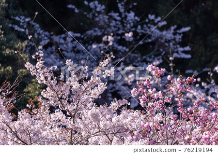 Cherry blossoms in full bloom and pink Cherry blossoms in full bloom and pink 76219194